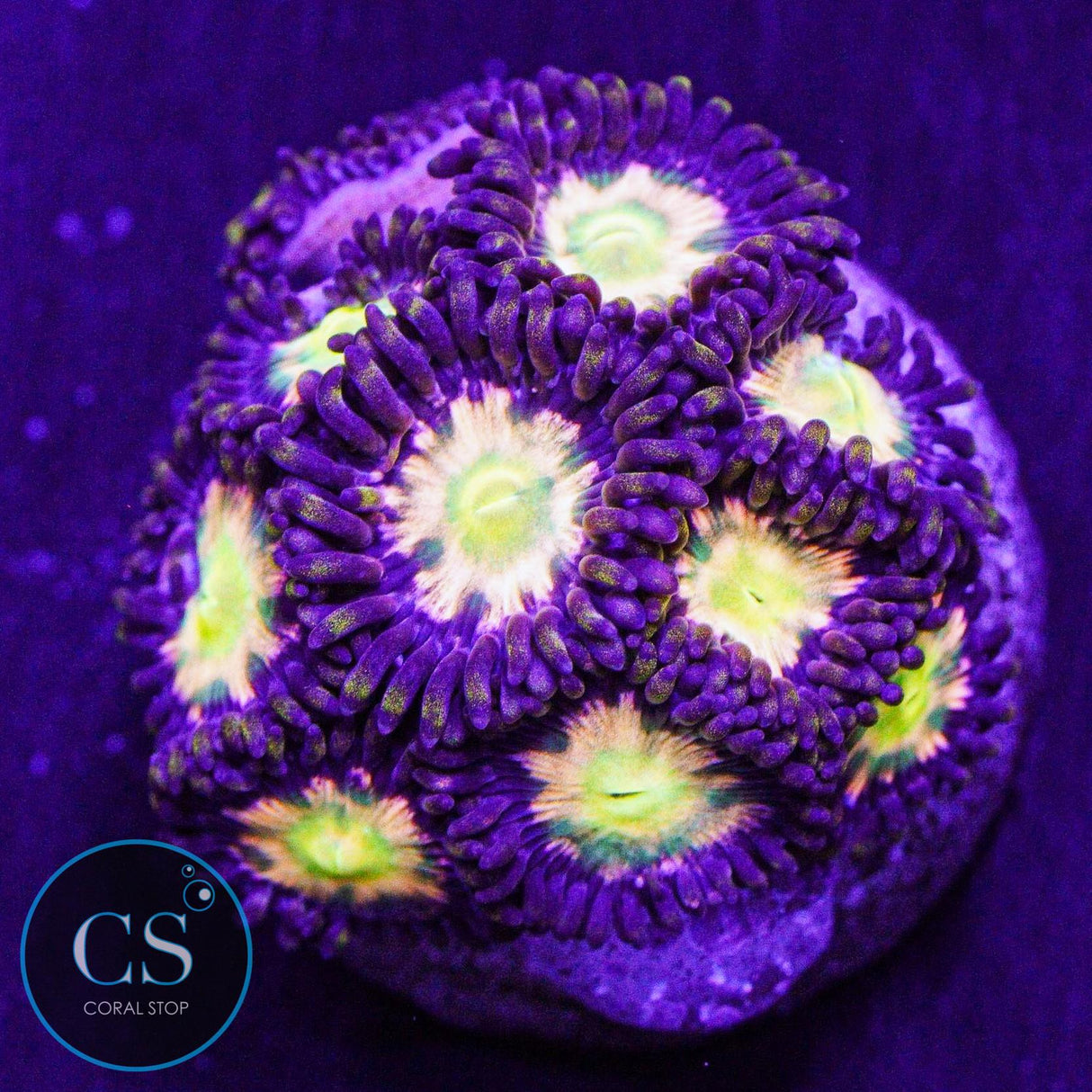 Jurassic Park Zoa
