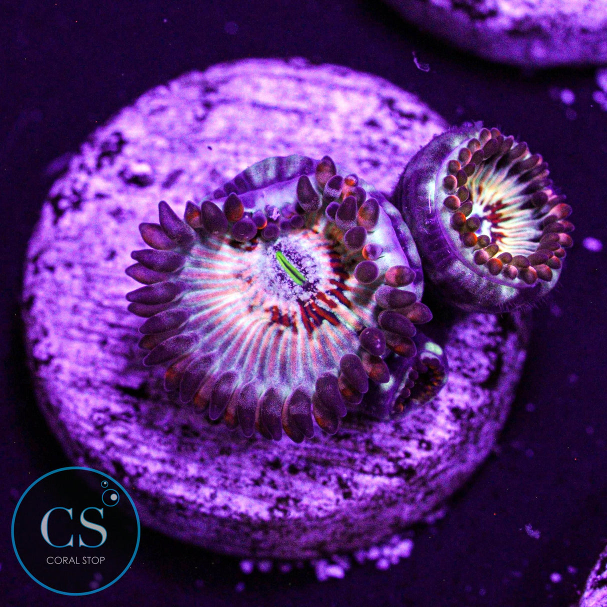 CB White Zombies Zoa