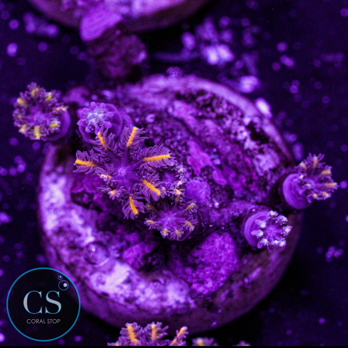Golden Clove Polyps
