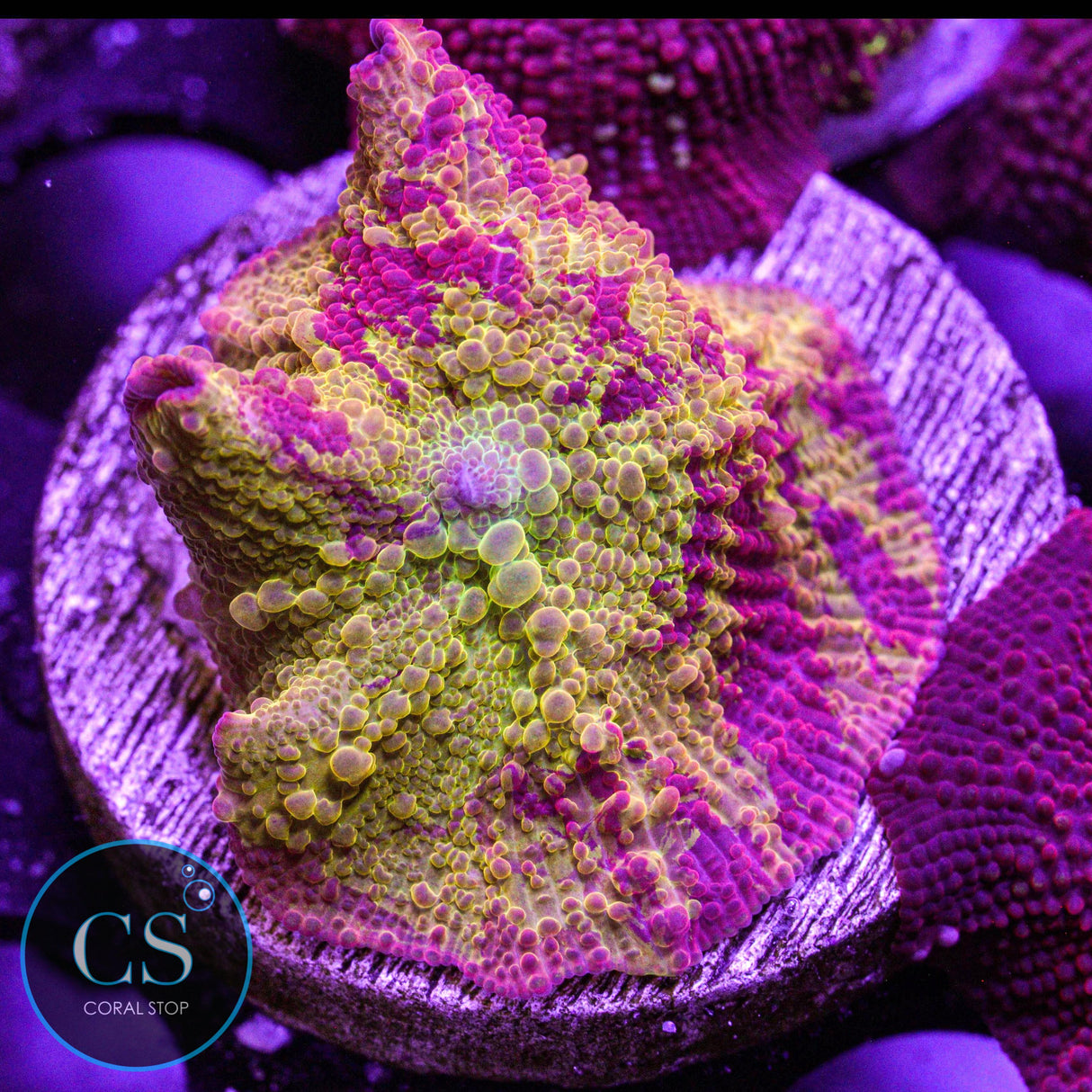 Morning Star Jawbreaker Mushroom