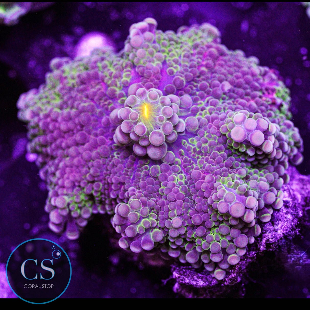 Purple Rain Yuma Mushroom