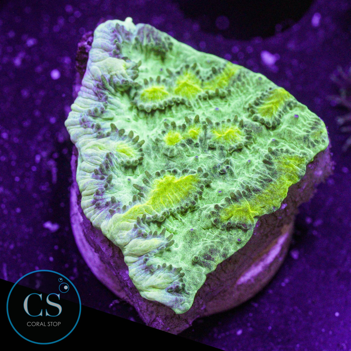JF Limelight Hydnophora