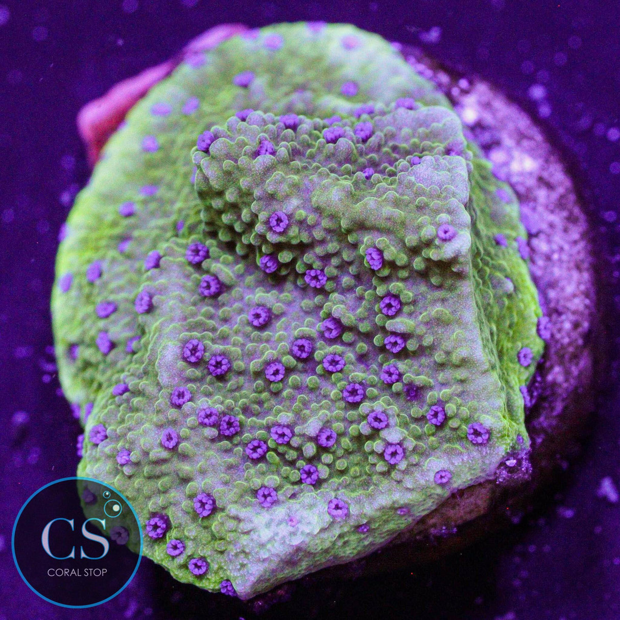 LA Lakers Montipora