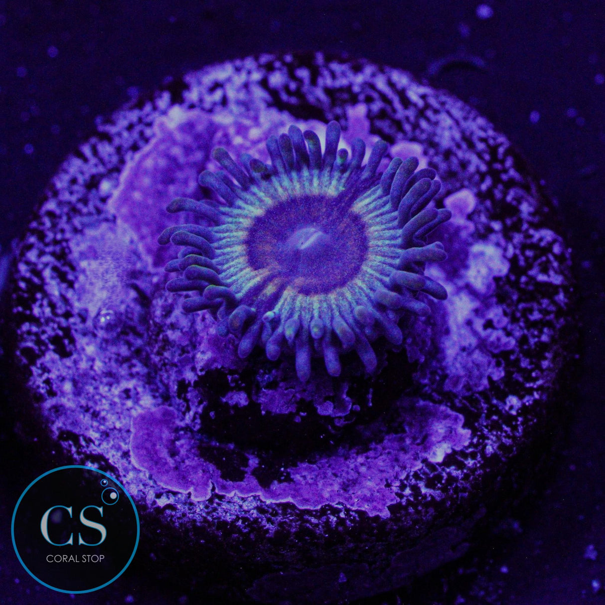 Bowling Green Massacre Zoa