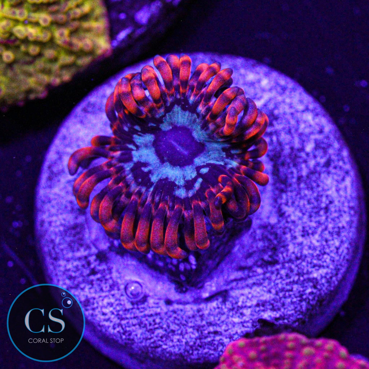Java Chaos Zoa