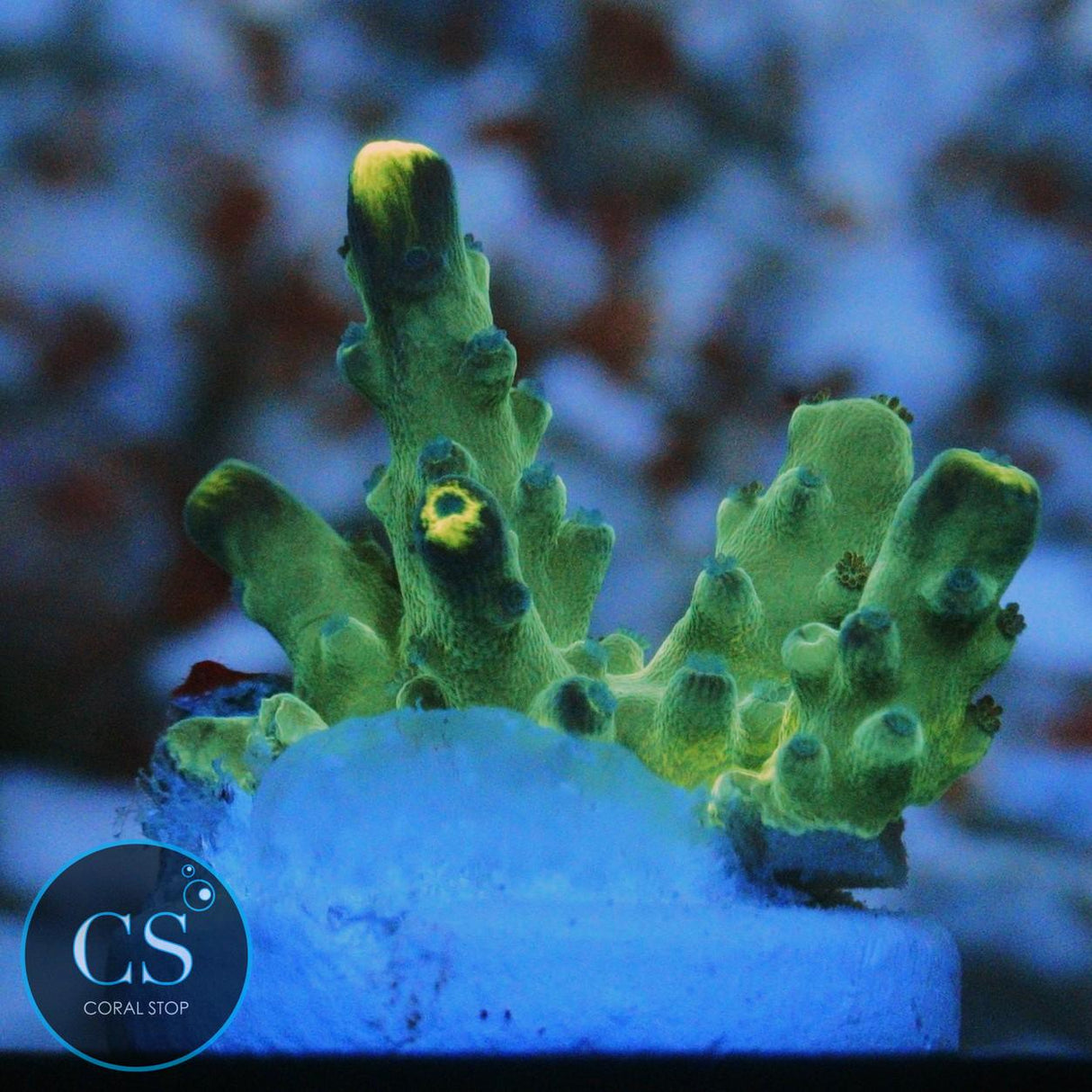 WWC YELLOW TIP ACRO