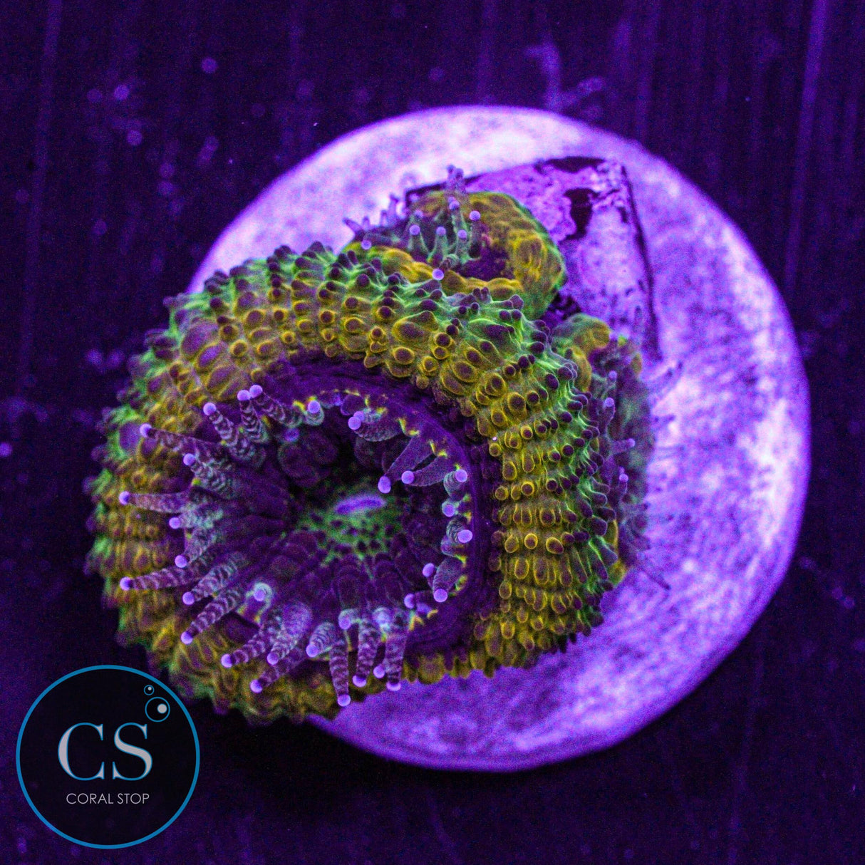 Mardi Gras Acan