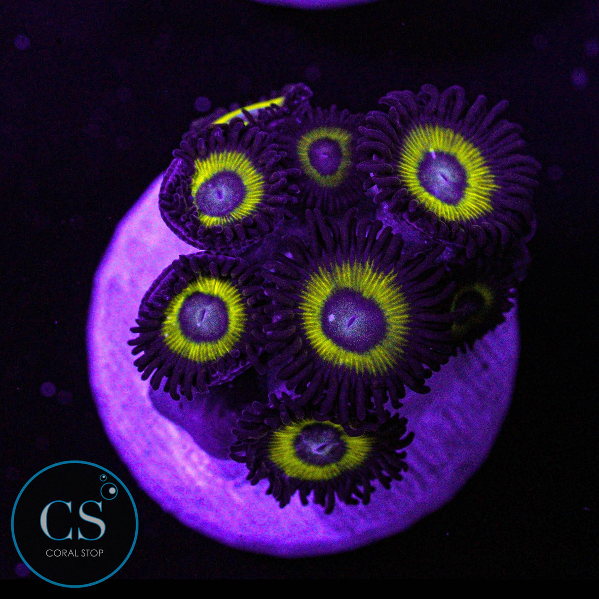 Belladonna Zoa