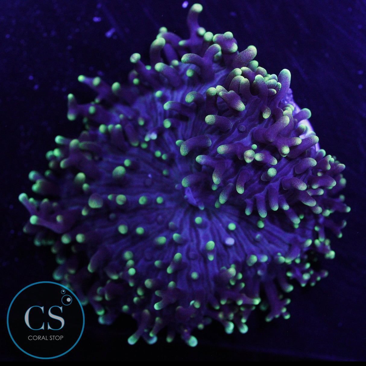 GREEN HAIRY MUSHROOM