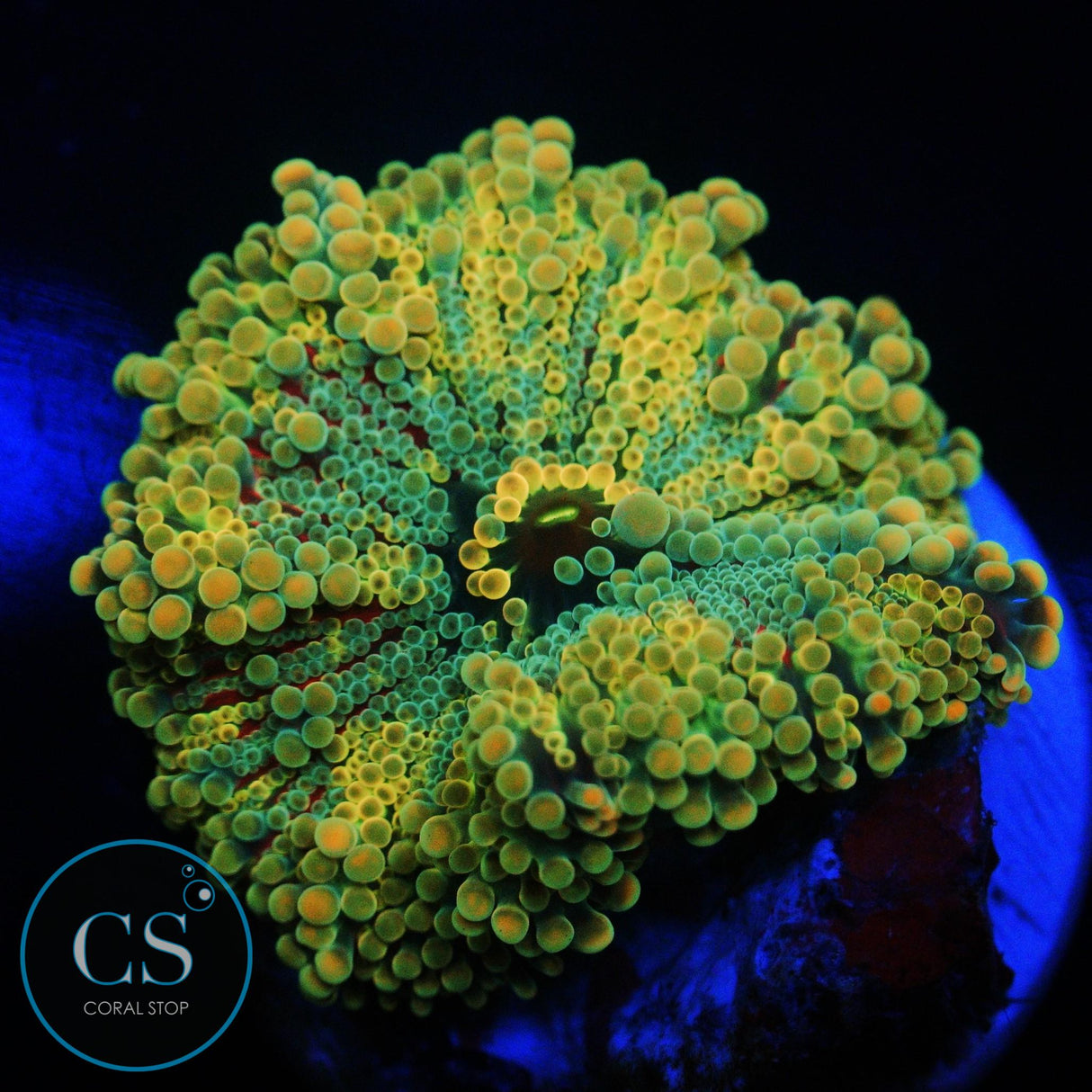 RAINBOW MALAYSIAN YUMA MUSHROOM
