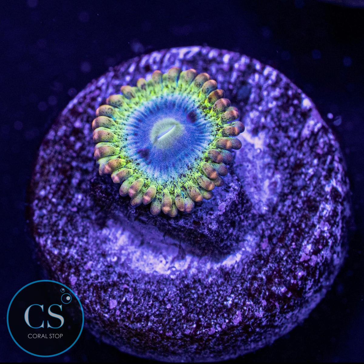 Rainbow Rhino Zoa