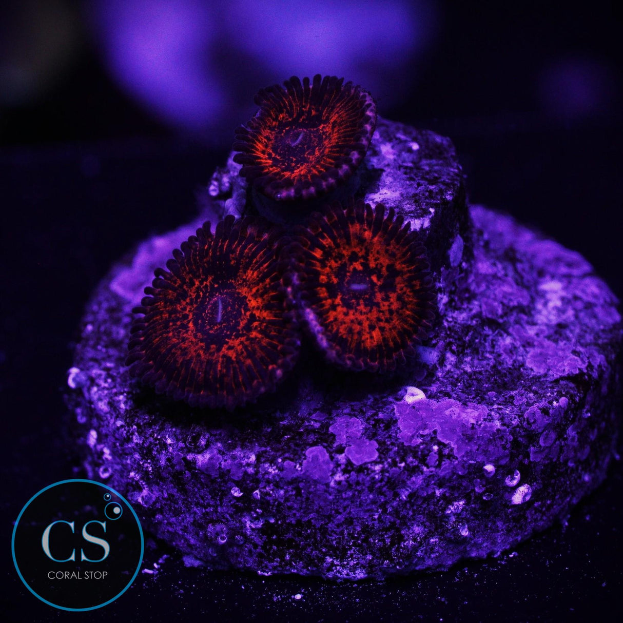 Nightmare zoa