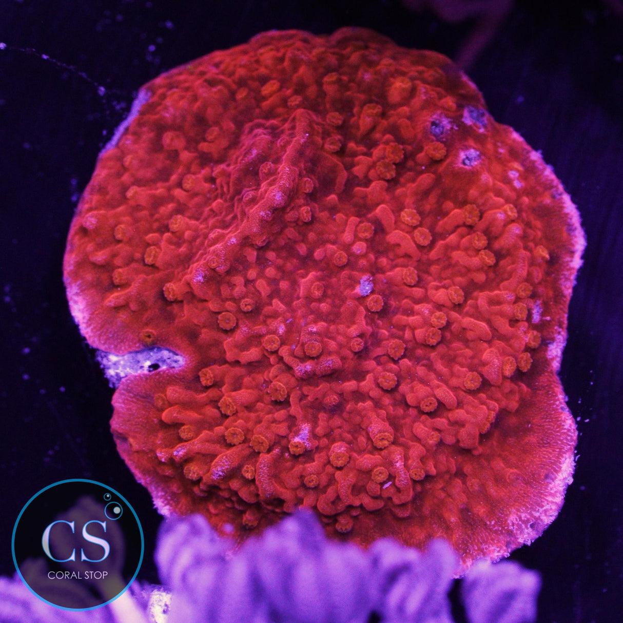 Red Cap Montipora
