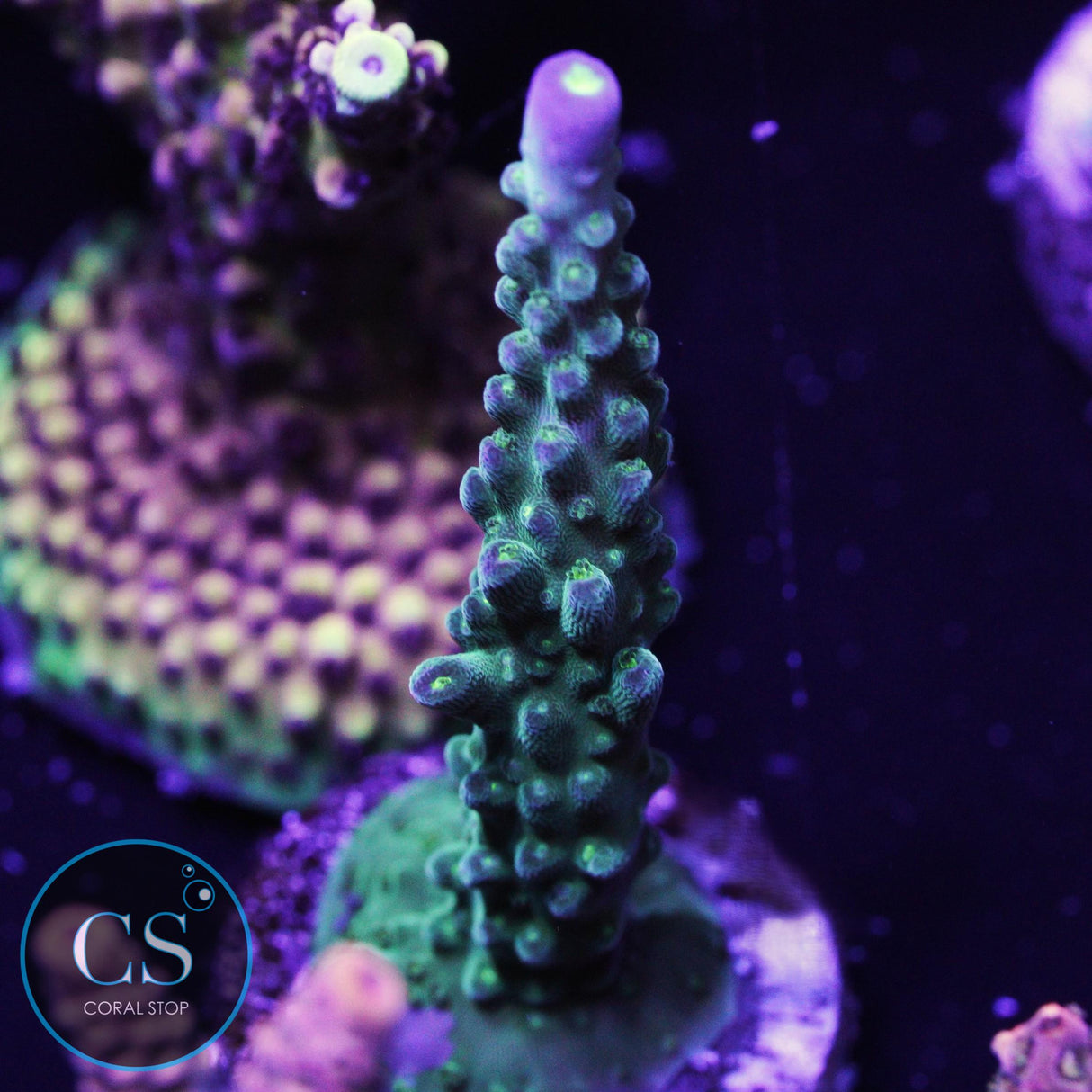 Paletta Tricolor Acro