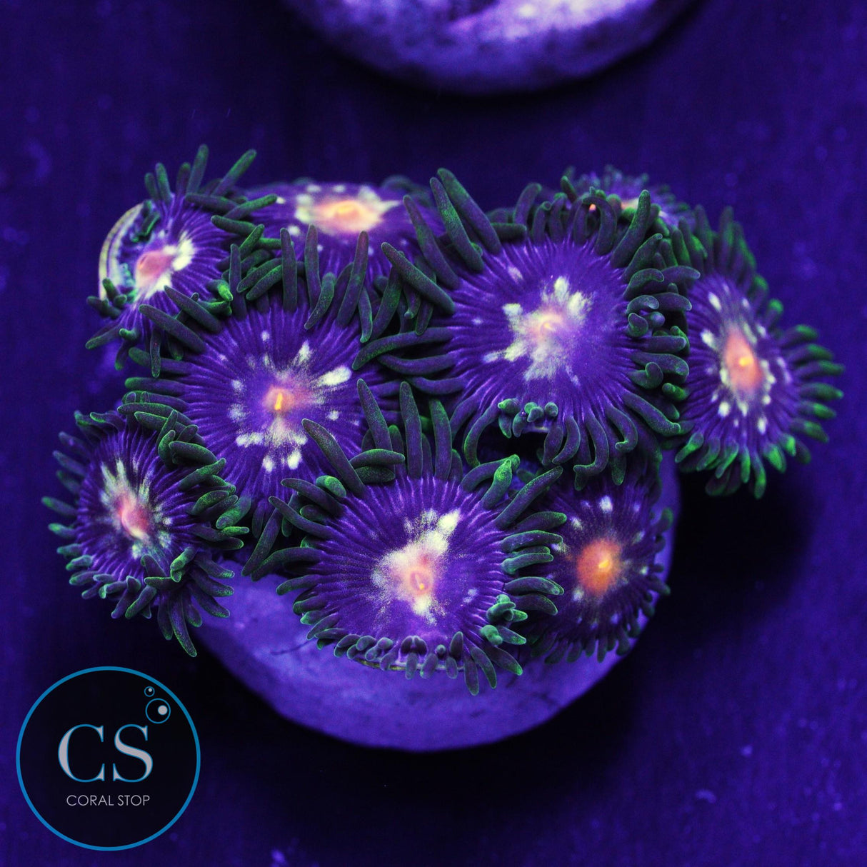 JF Star Gazer Zoa