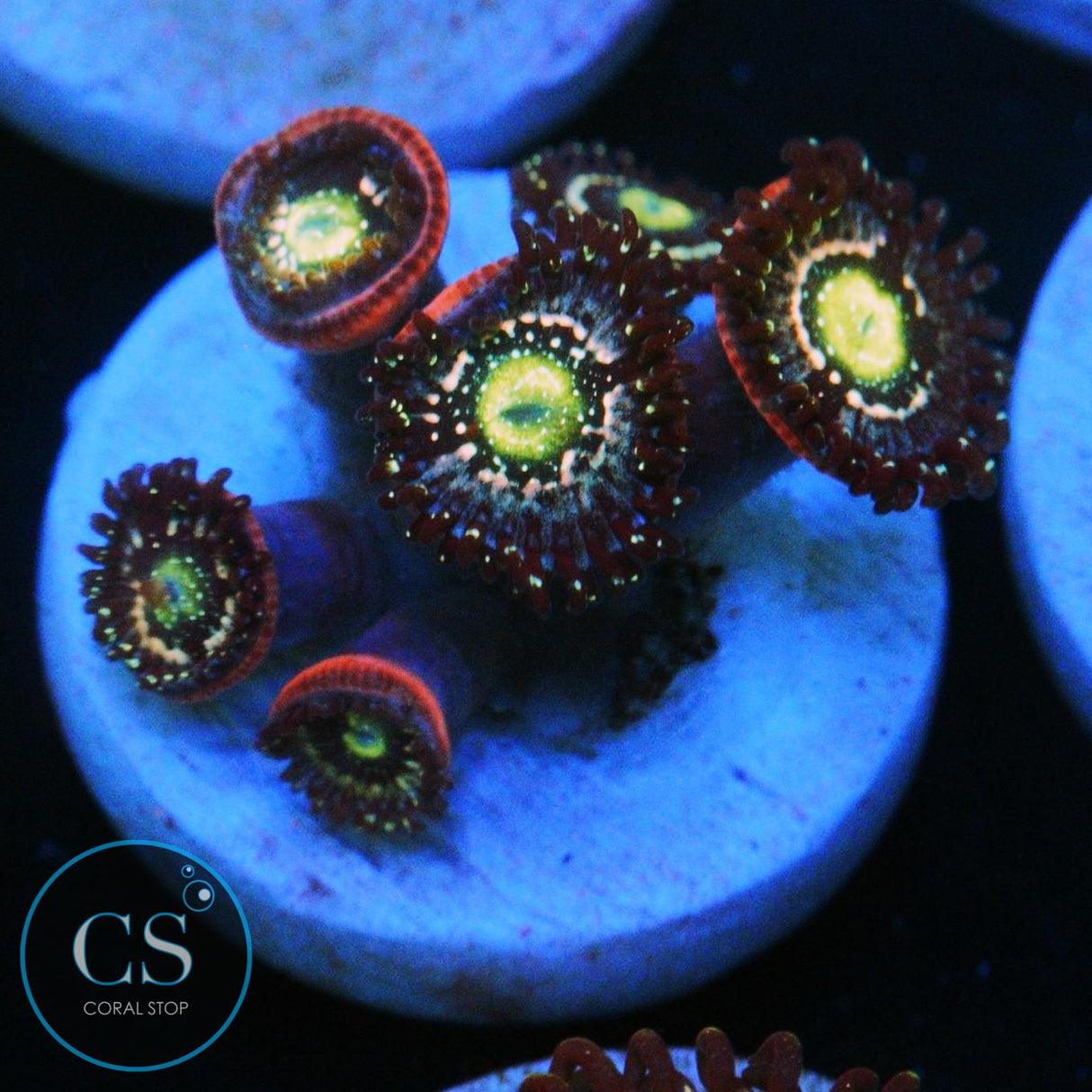 BLUE LAGOON ZOA