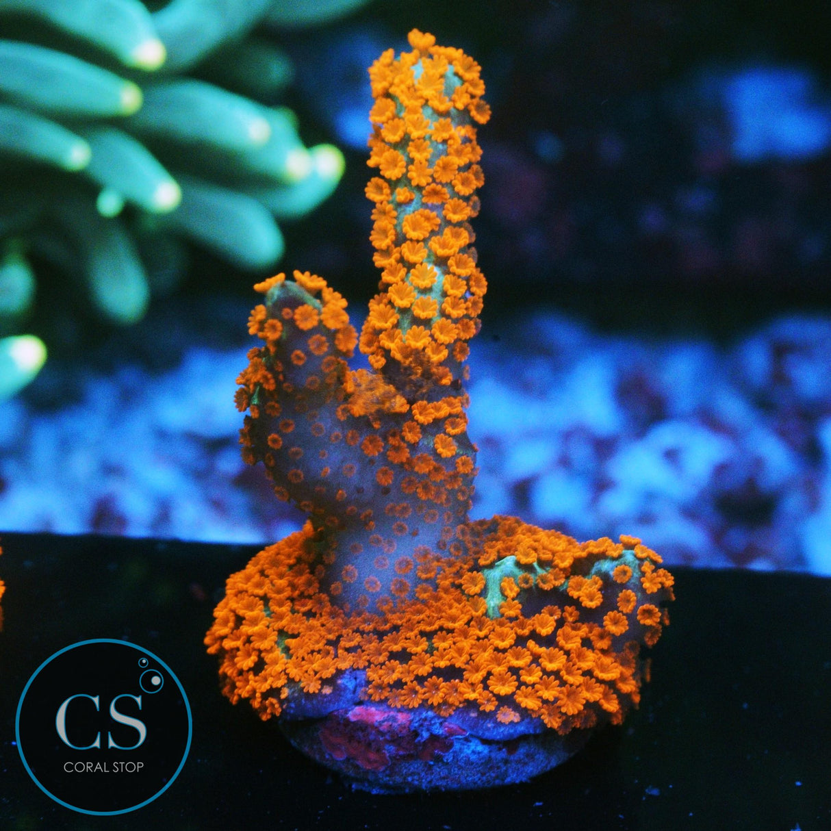 BUBBLEGUM DIGITATA