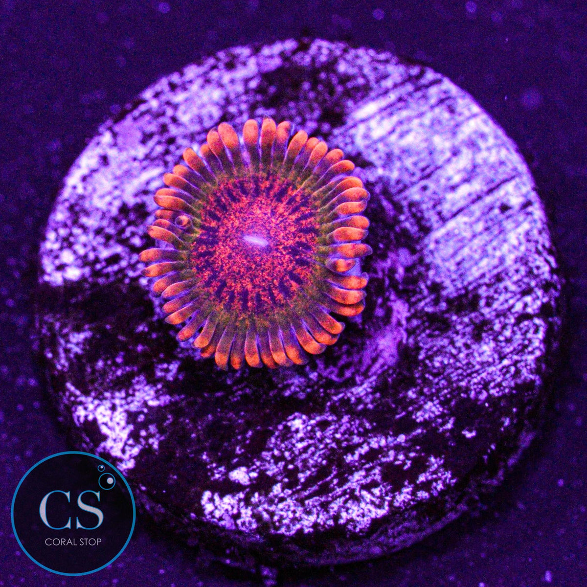 Speckled Krakatoa Zoa