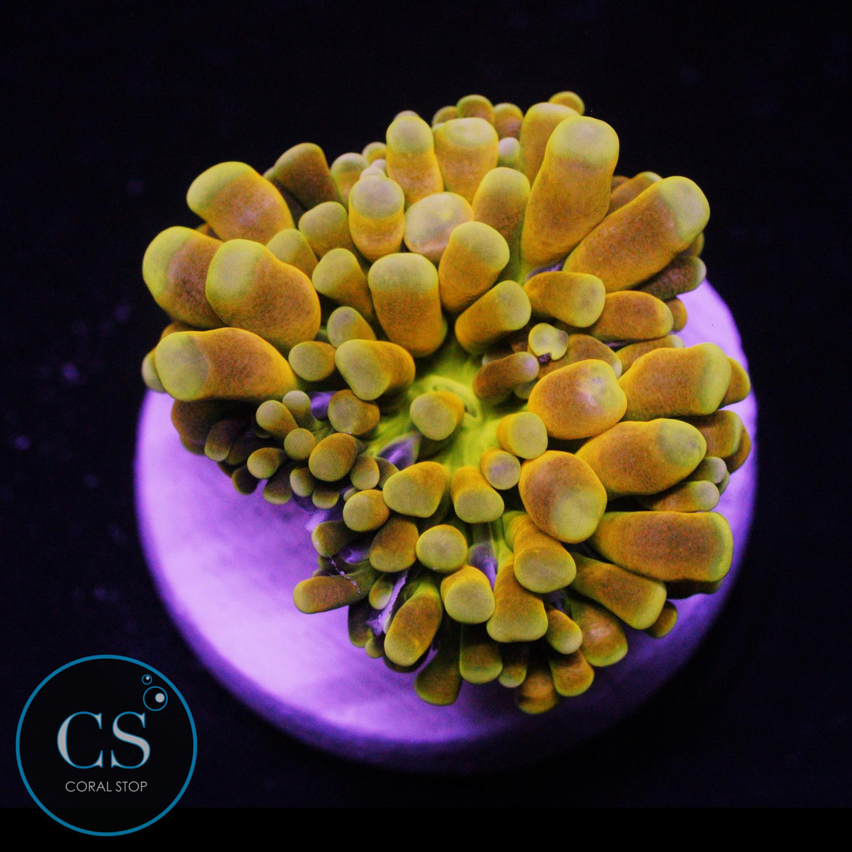 SUN GOD BANANA CRISTATA TORCH