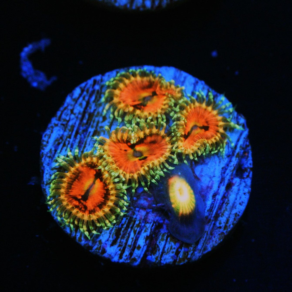 BIG R SPACE CHAOS ZOA