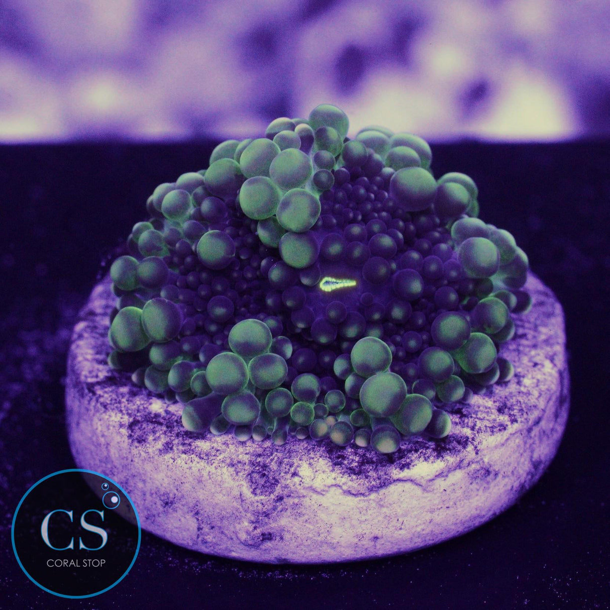 CS NEW RELEASE GREEN GODZILLA MUSHROOM