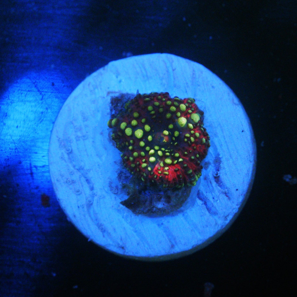 LAVA LAMP DISCO MUSHROOM