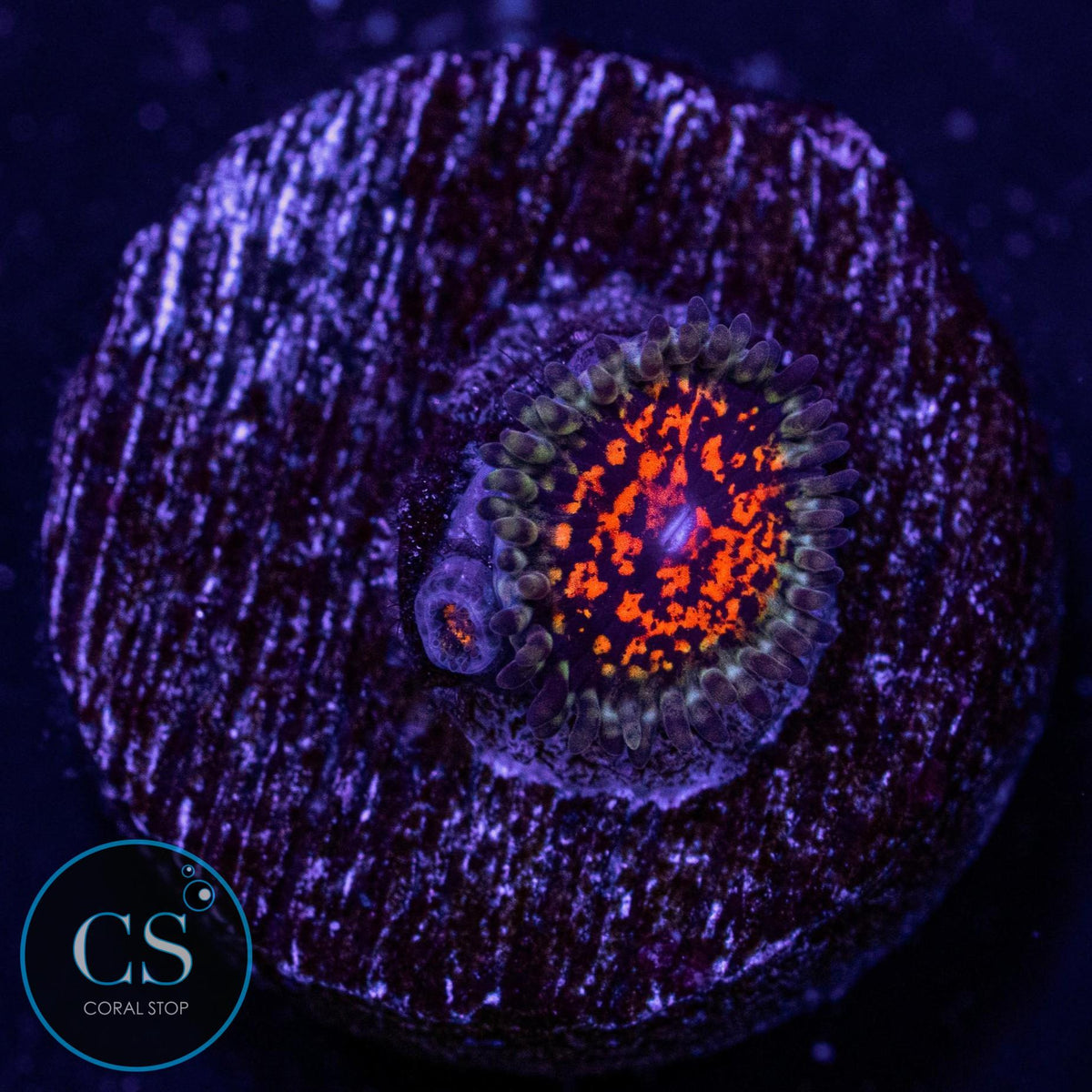 Ultimate Space Monster USM Zoa
