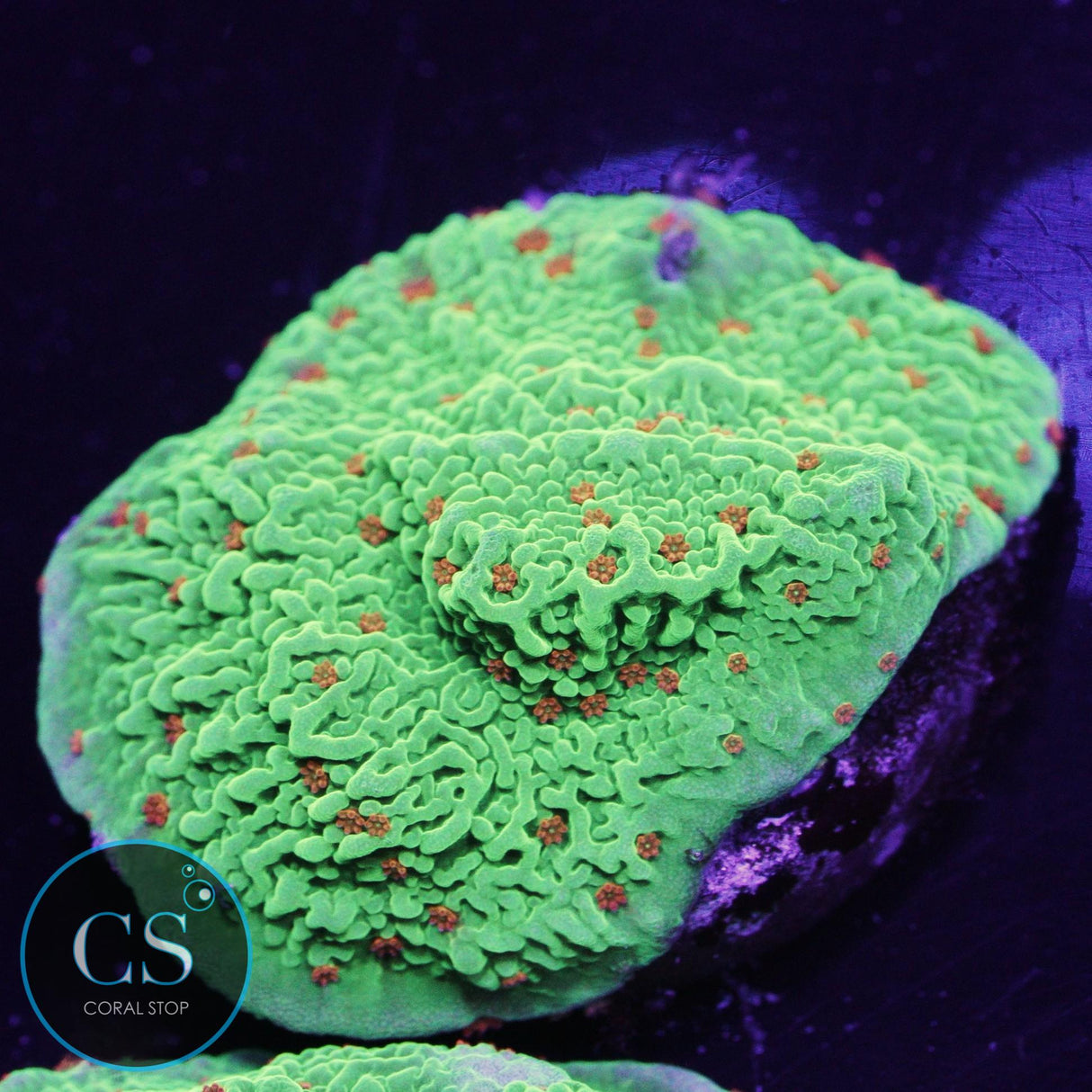 Seasons Greetings Montipora