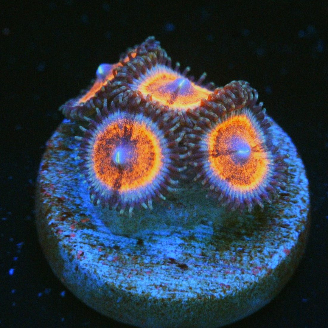 CS BOMB POP ZOA