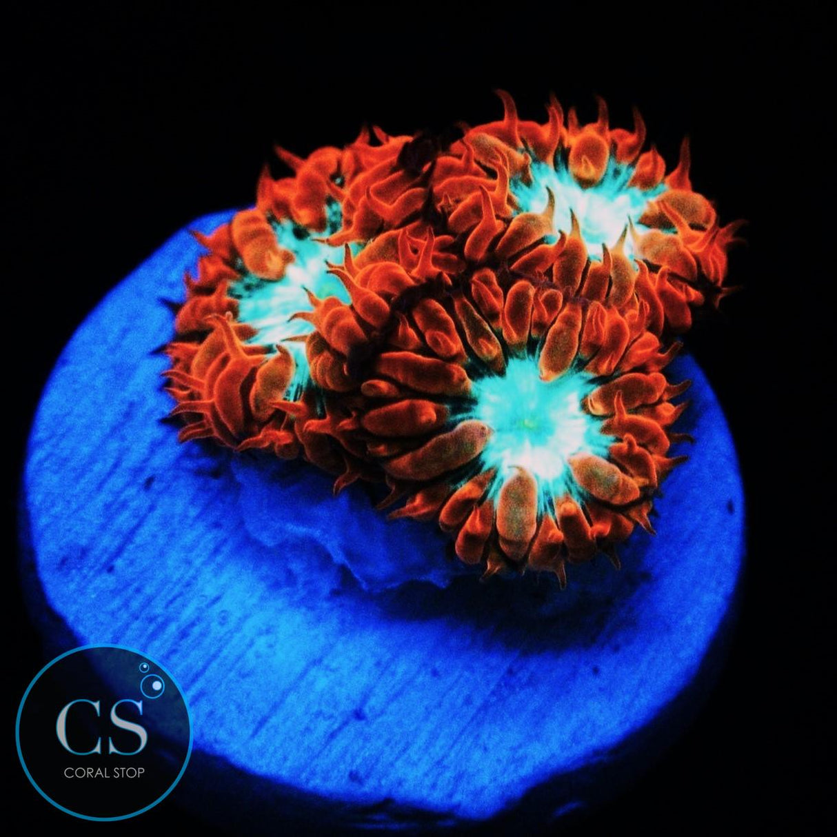 CC FIRE AND ICE BLASTO MERLETTI