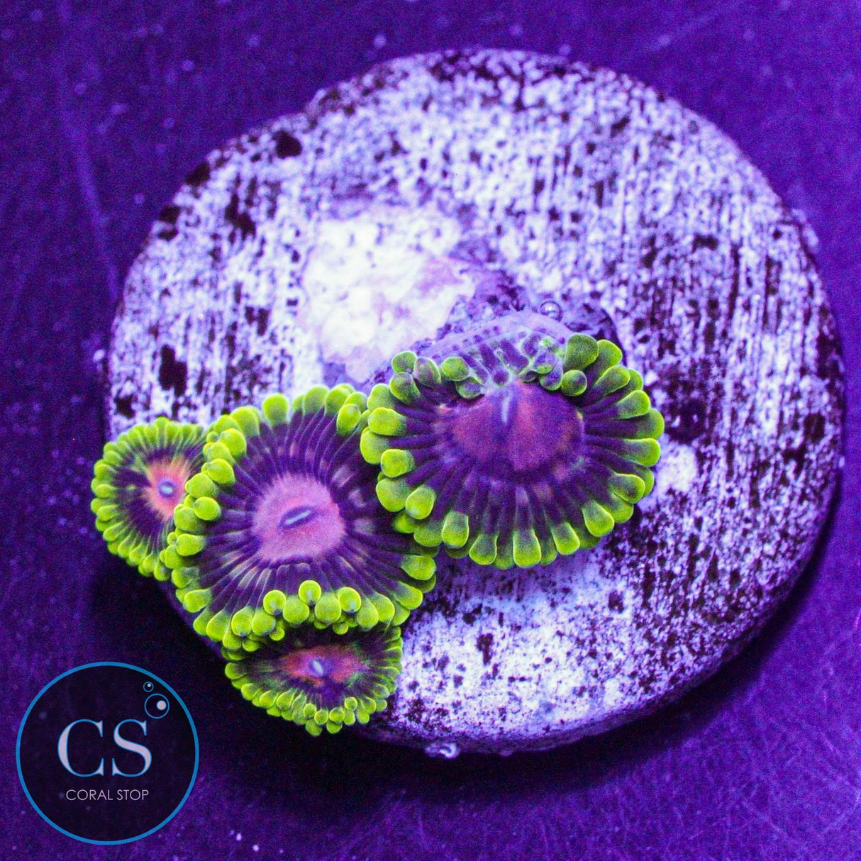 CC Scarlet Fever Zoa