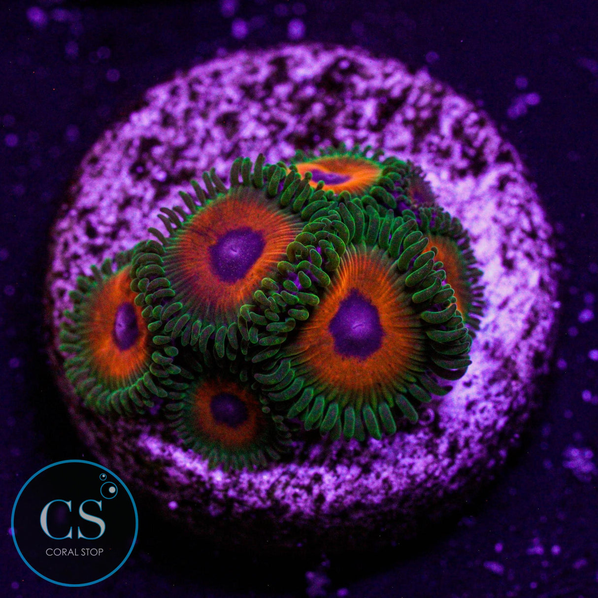 CS Reverse Rasta Zoa