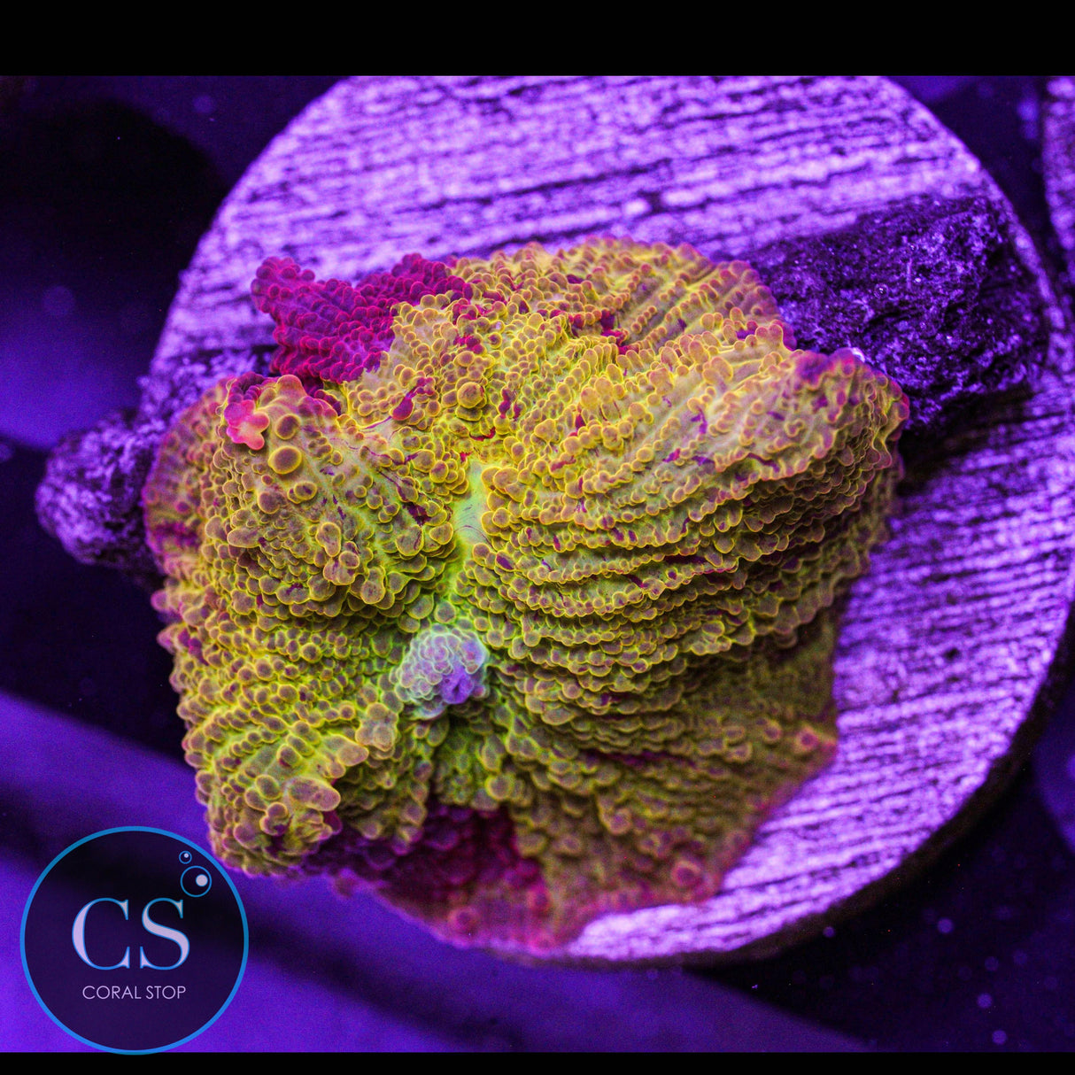 Morning Star Jawbreaker Mushroom