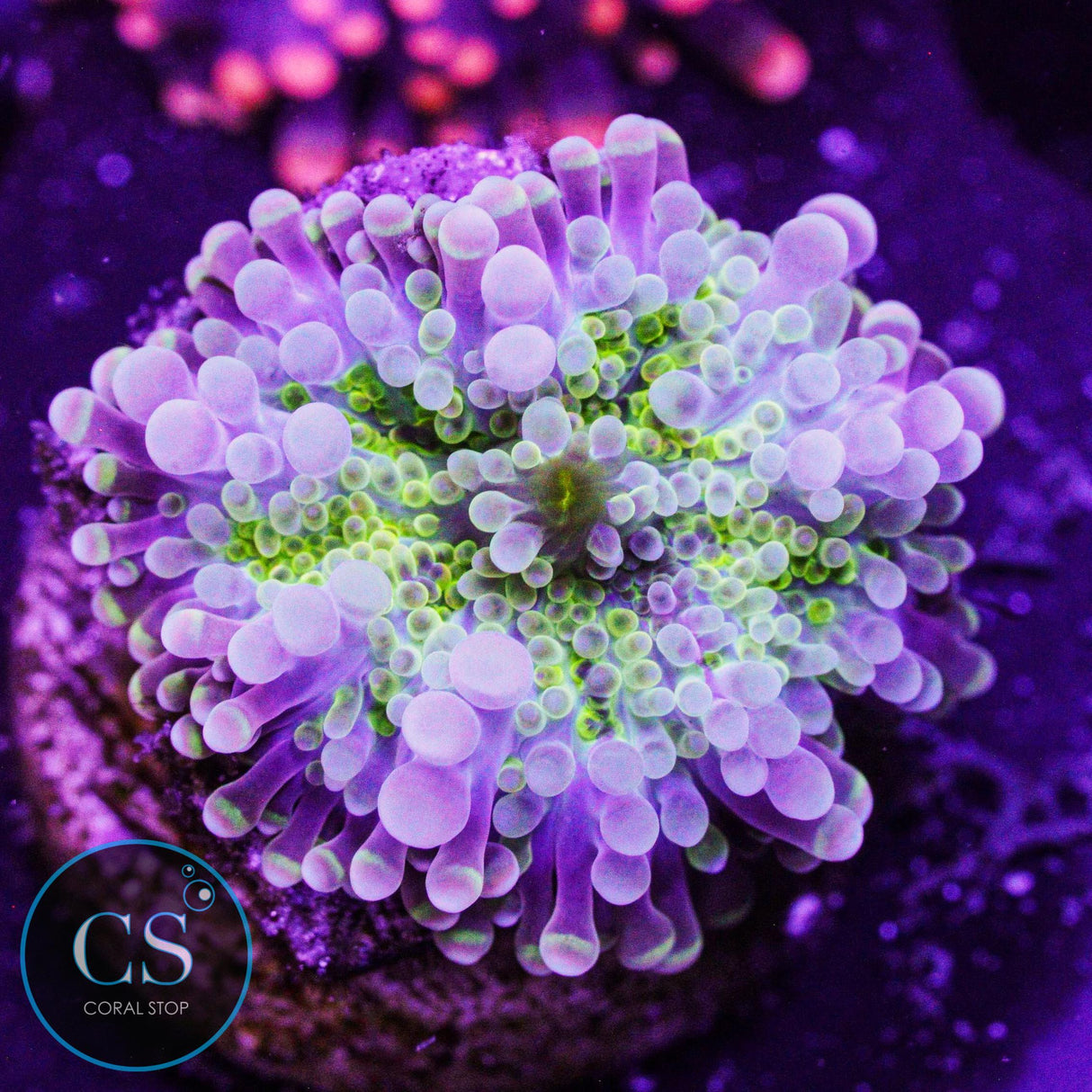 Rainbow Malaysian Yuma Mushroom