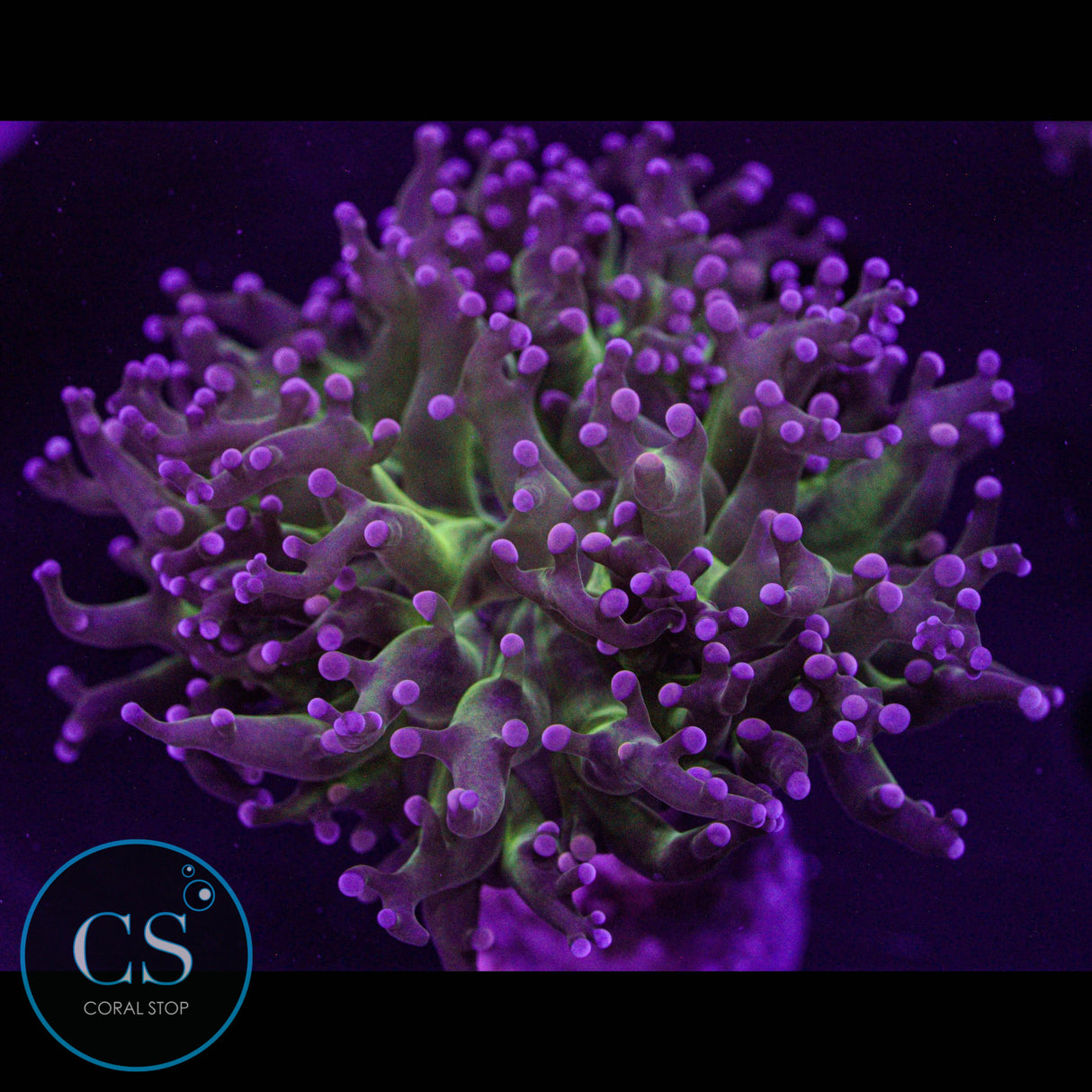 Miami Hurricane Frogspawn