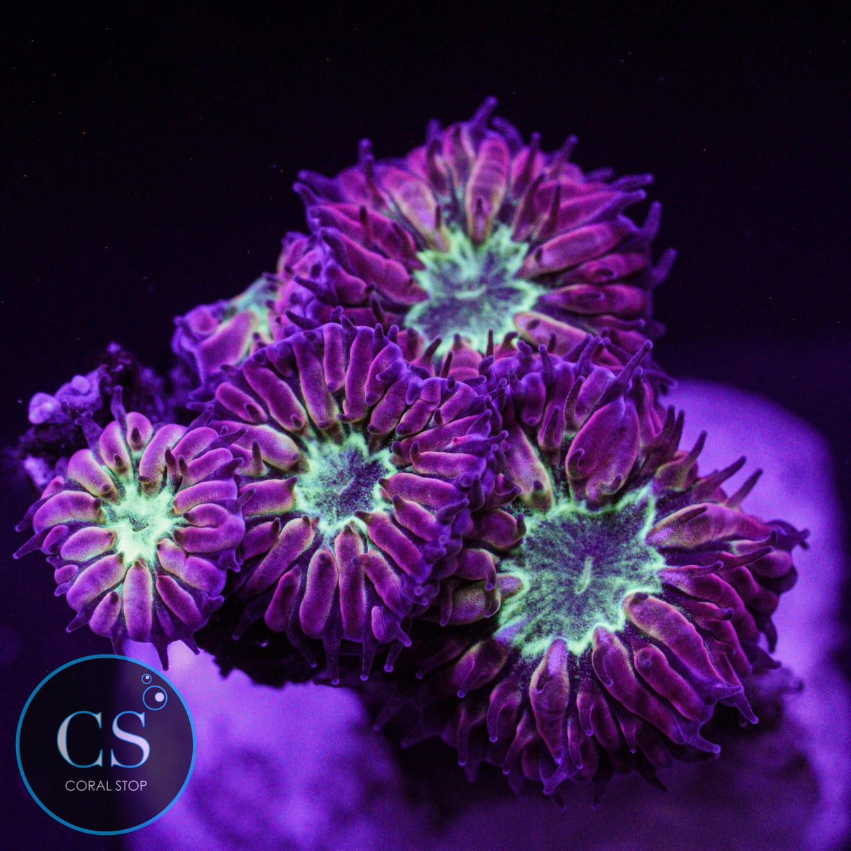 Bright Green Blastomussa Merletti