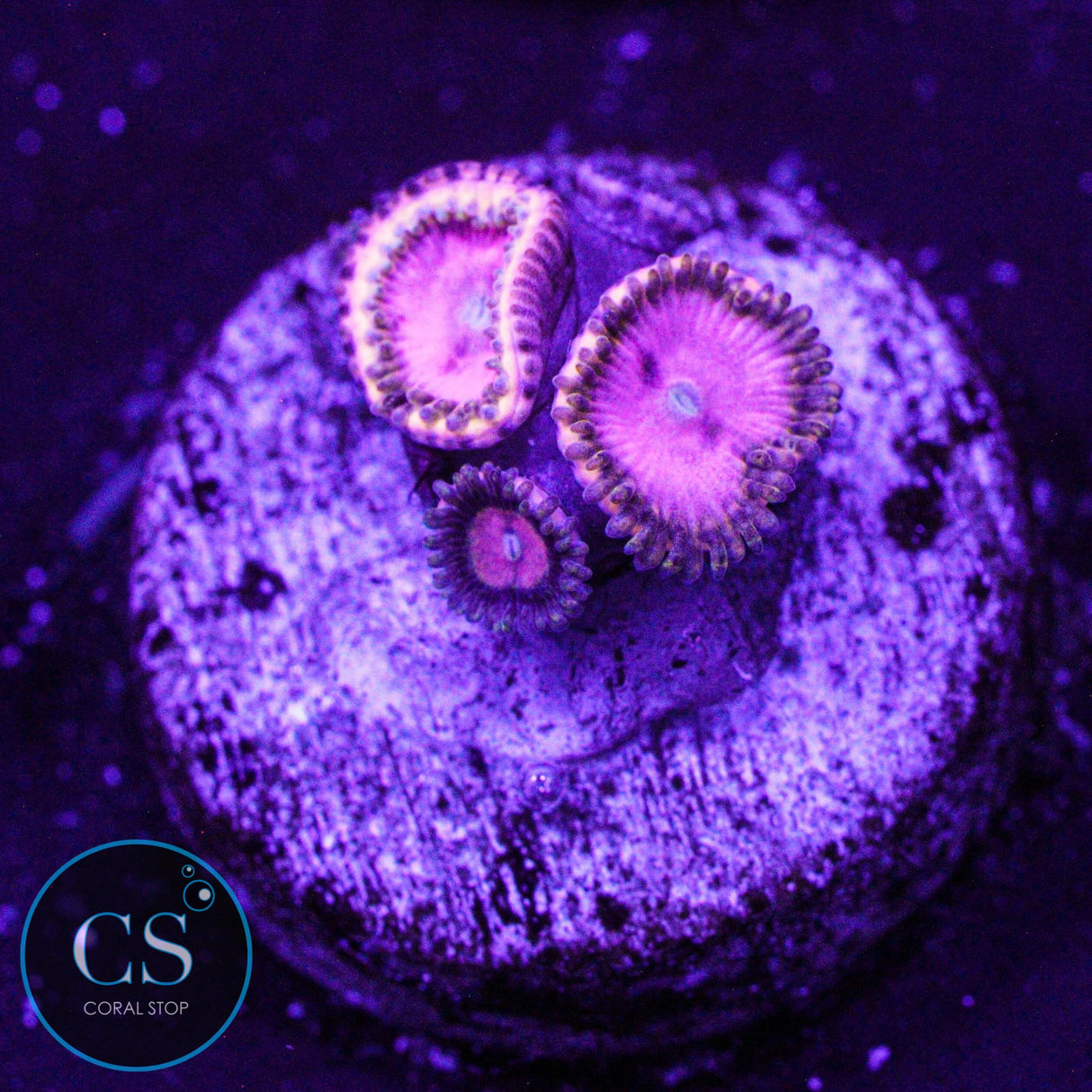 RR Pink Diamond Zoa