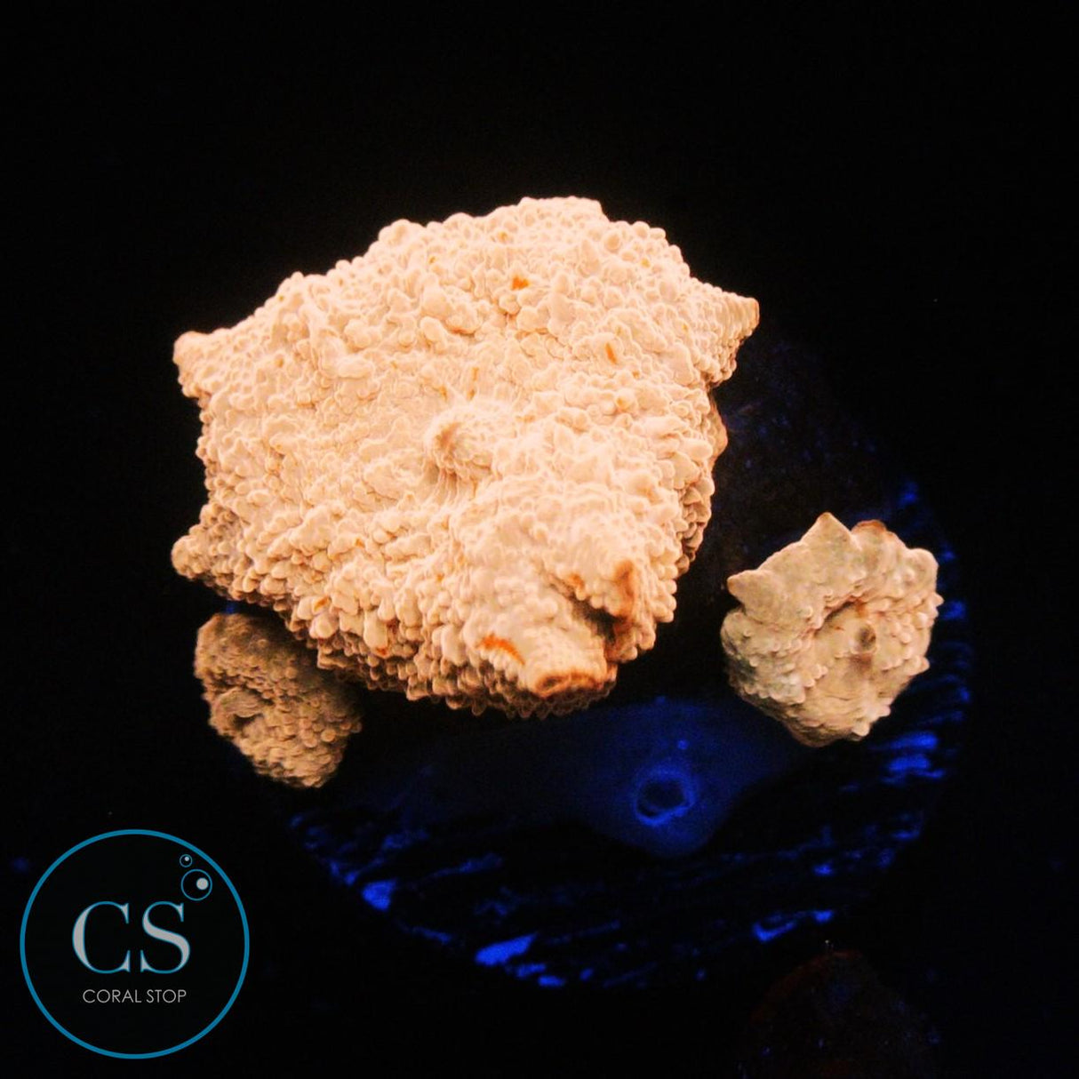 TRIPLE POLETTI JAWBREAKER MUSHROOM