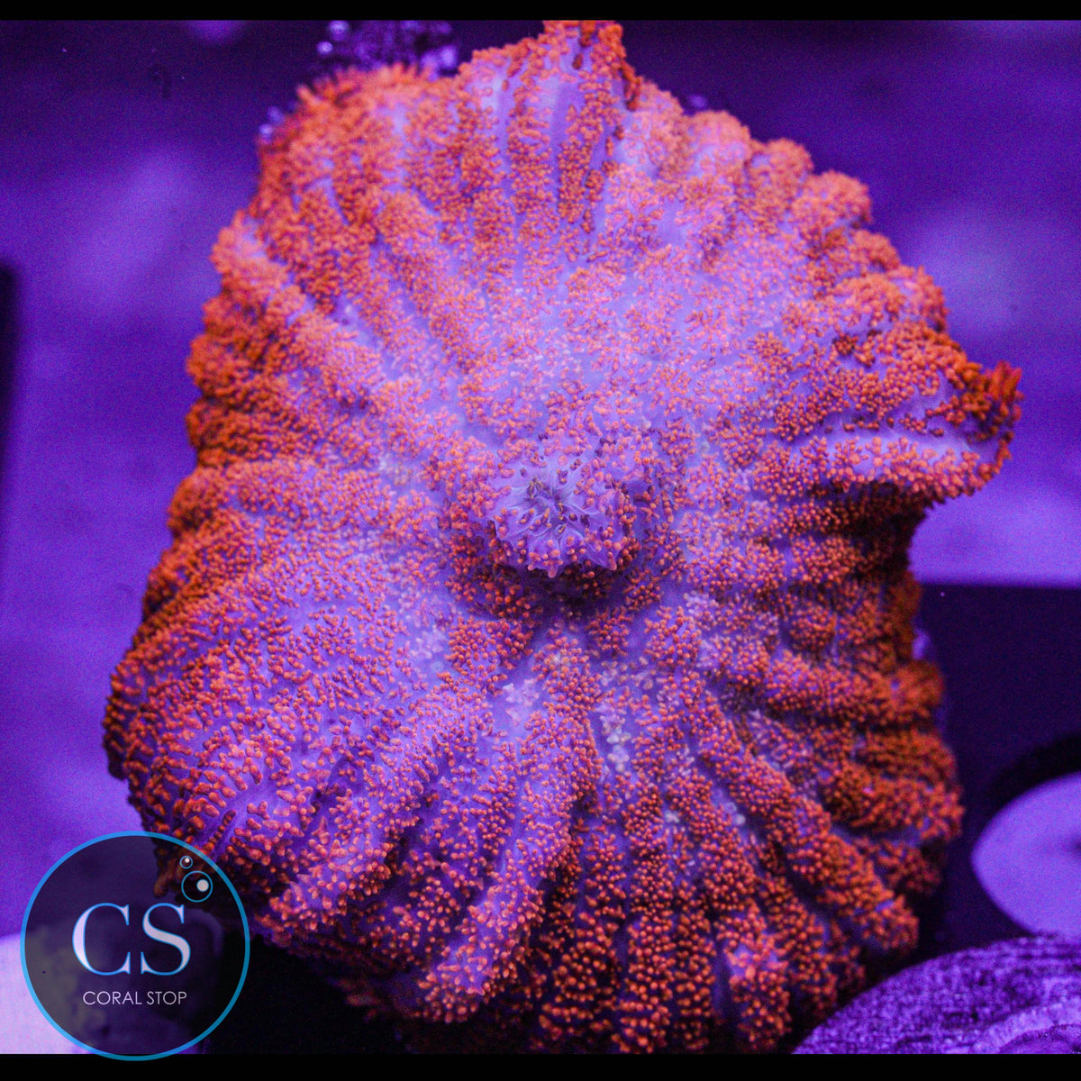 Bullseye Rhodactis Mushroom