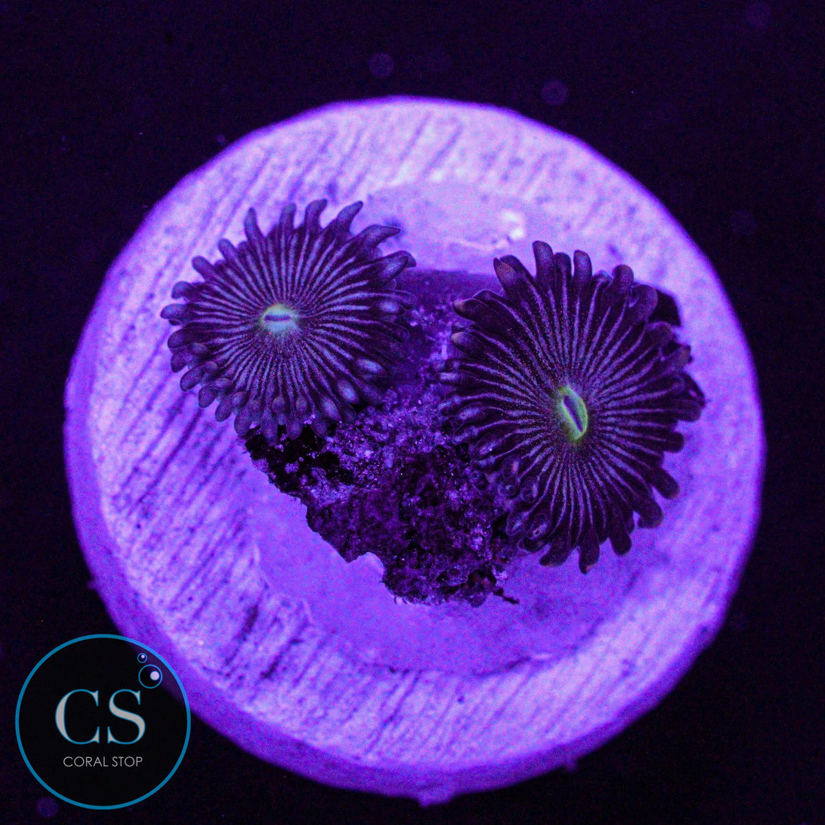 CS Hawkeye Zoa