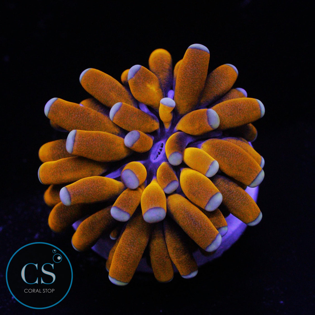 BANANA CRISTATA TORCH