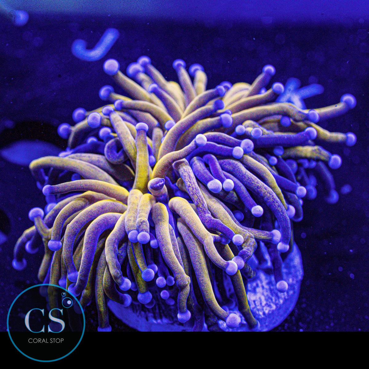 OG Fat Head Tiger Torch Blue Tip