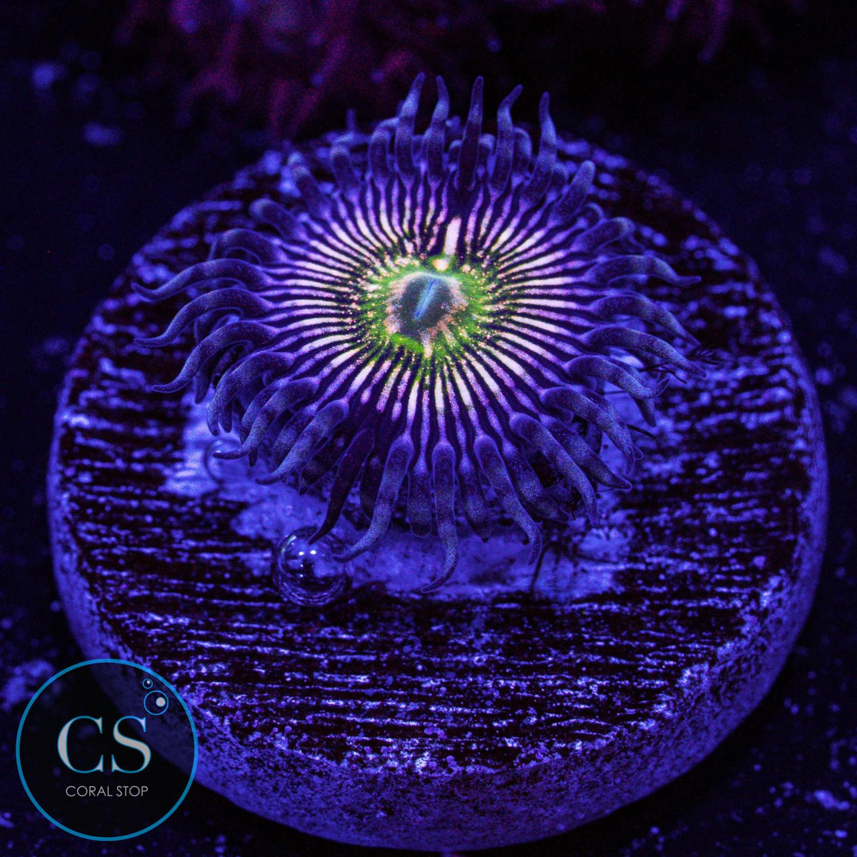 RFU Oscillator Zoa
