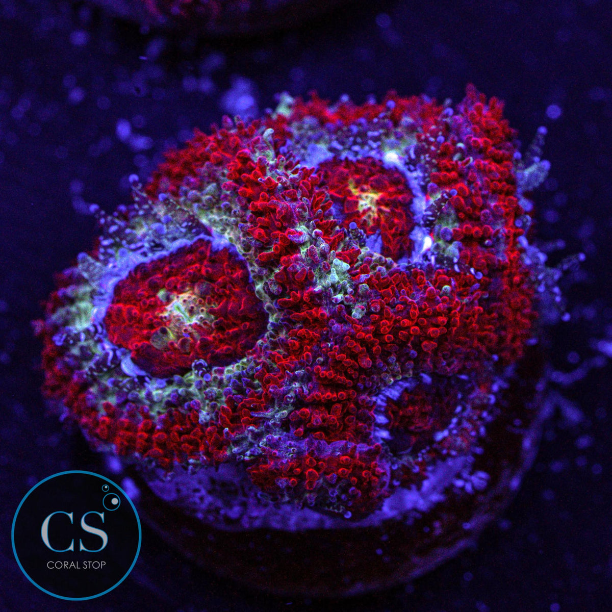CS Gushers Micromussa