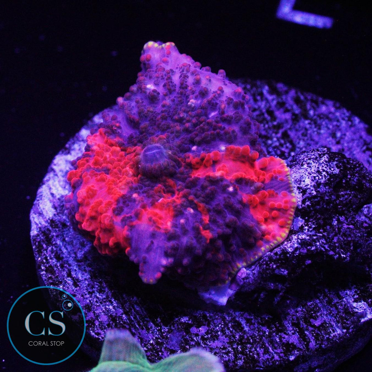 GOLD RIM DEADPOOL JAWBREAKER MUSHROOM