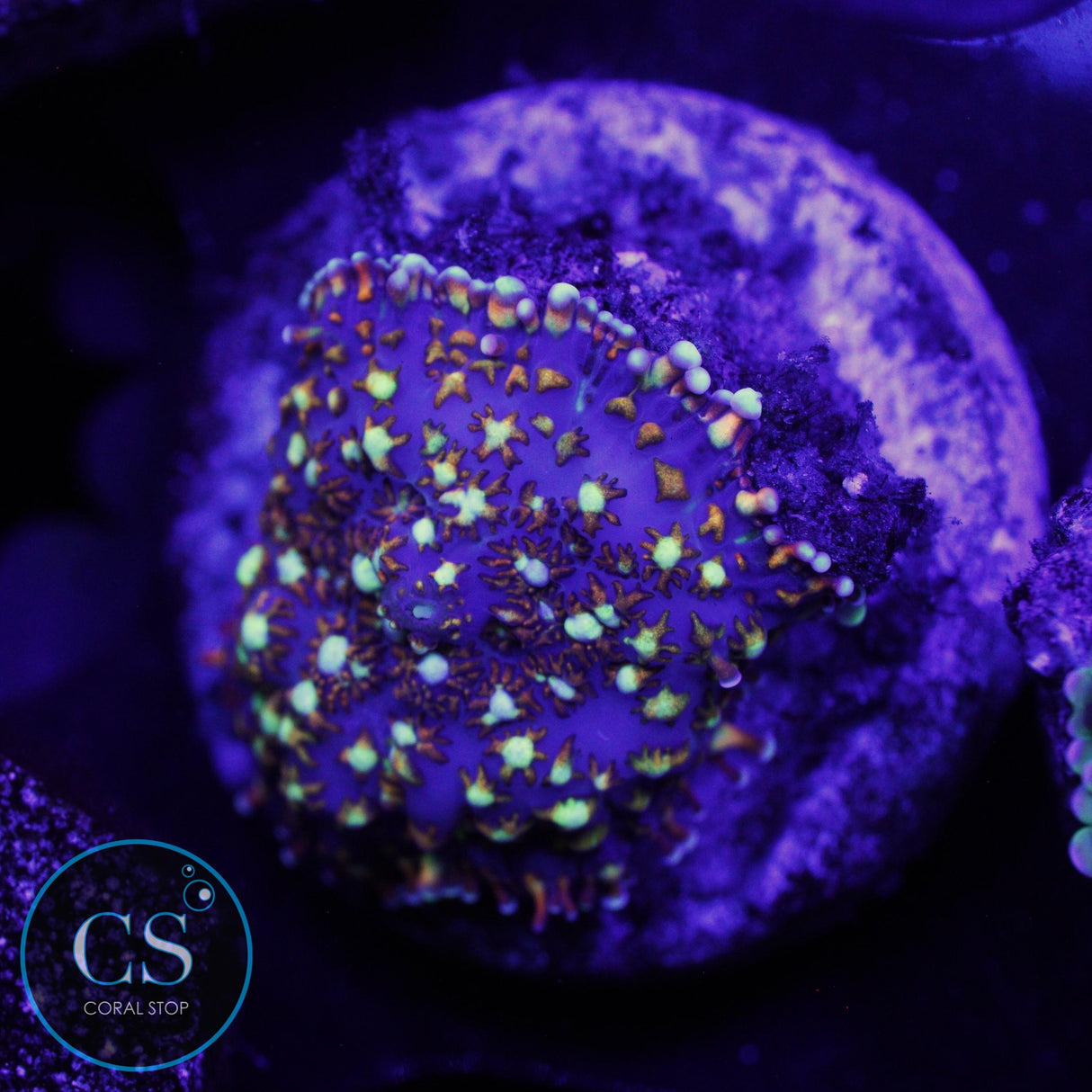 CS GENERAL TSO MUSHROOM