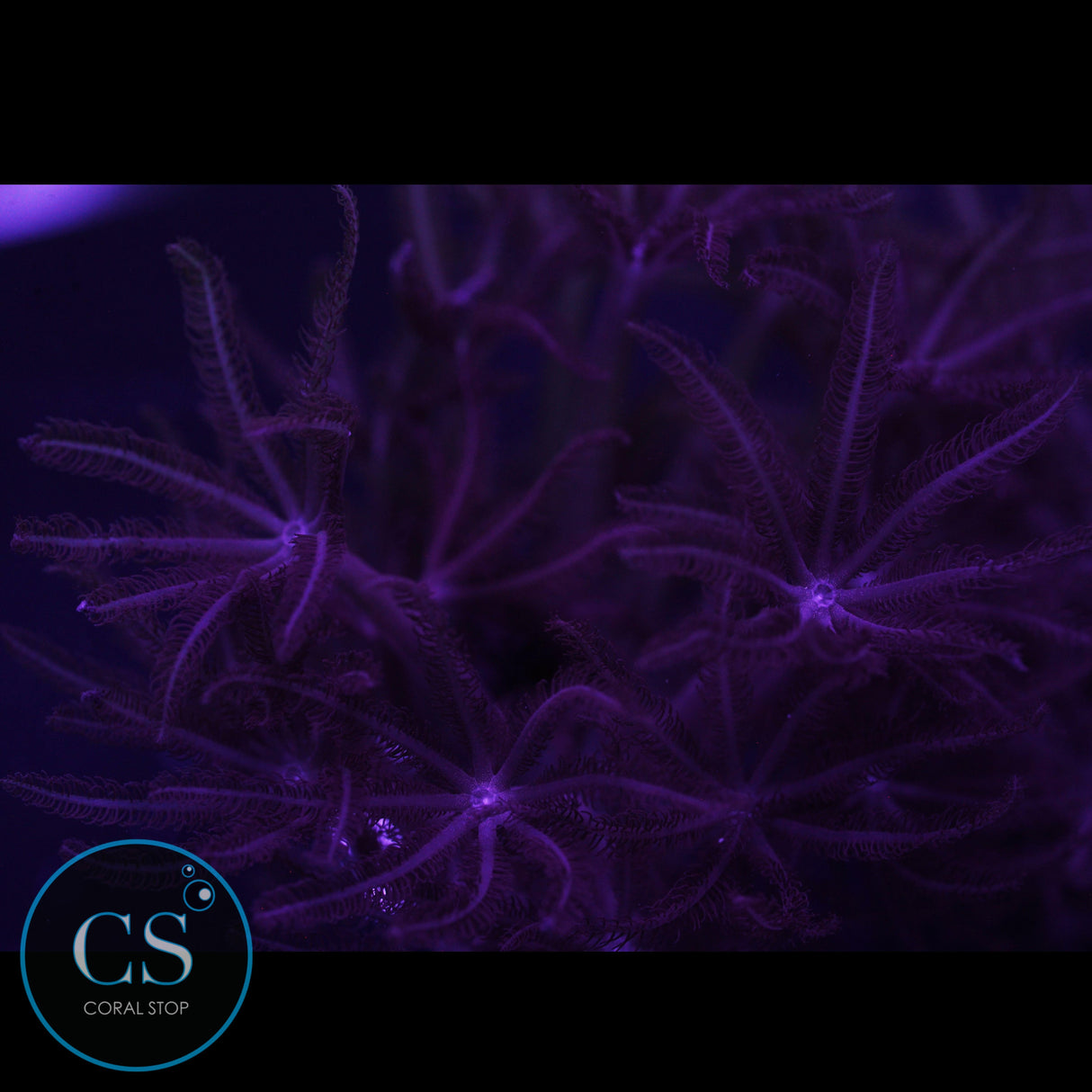 RARE RED PULSING XENIA