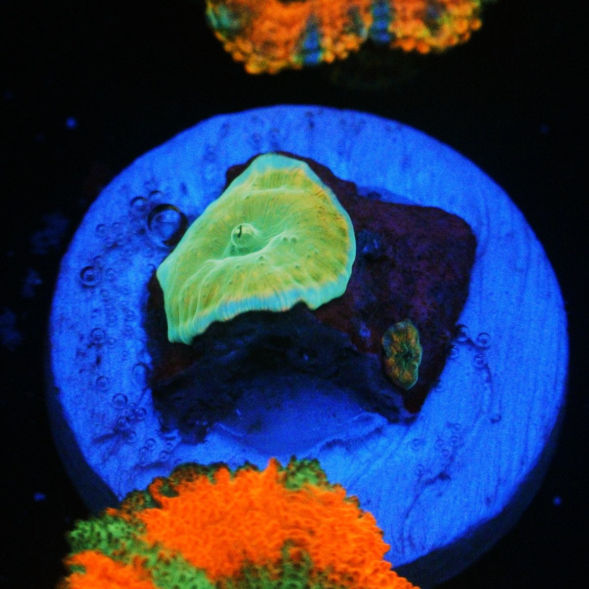 HOLOGRAM GOLD MINE MUSHROOM