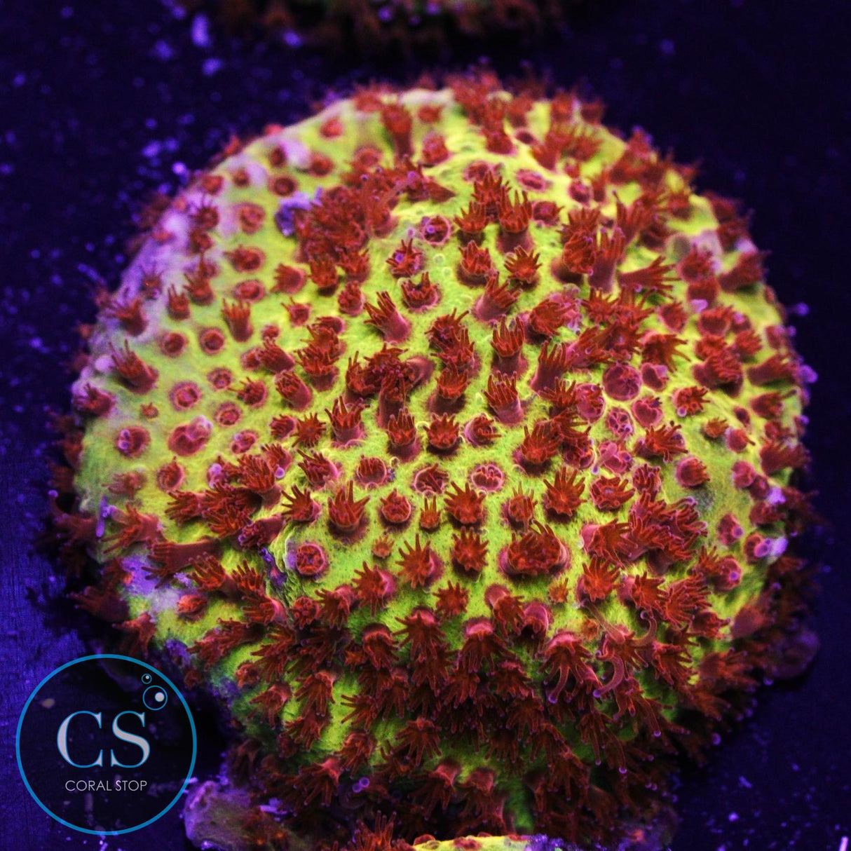 JF Burning Banana Stylo