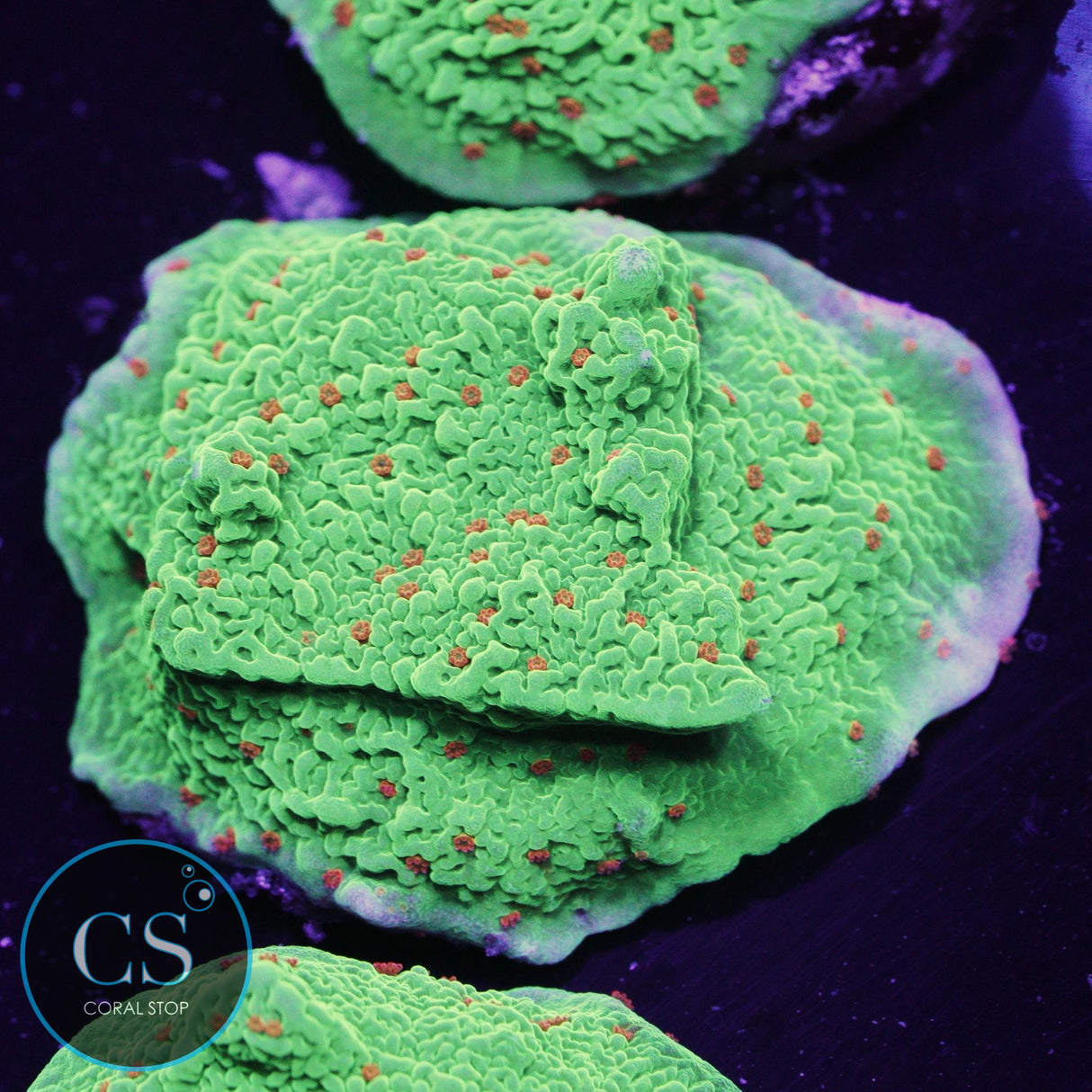 Seasons Greetings Montipora